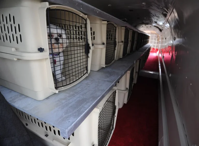 Can I Fly In Cargo With My Dog? Everything You Need To Know