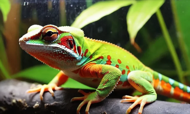 A Guide To Legal And Inexpensive Exotic Pets